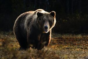 Dream about a bear chasing you