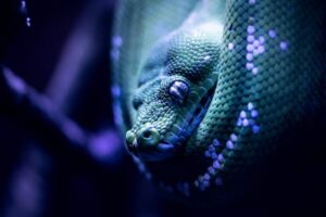 A snake chasing you in a dream.