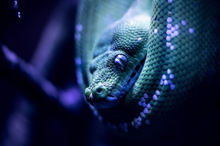 A snake chasing you in a dream.